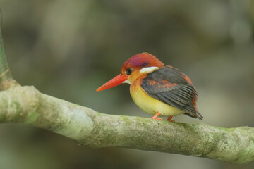 Oriental dwarf kingfisher or Black backed Kingfisher on branch birdwatching in the forest.