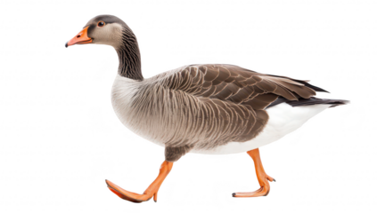 A graceful grey goose walking confidently across a clean white background. its elegant posture and colors. ideal for nature and wildlife photography