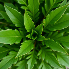 Obraz premium a green plant with many leaves