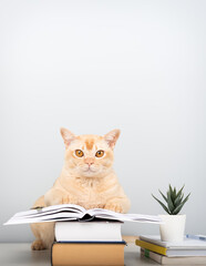 Burmese cat reading book at table - smart pet with books against blue wall with copy space