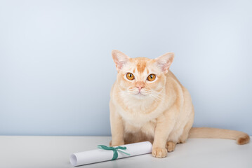 Burmese cat with a paper scroll on a light blue background