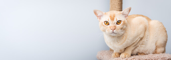 Cream Burmese cat resting on scratching post against light blue background.