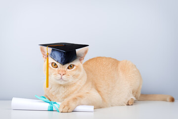 A Burmese cat wearing an academic cap and holding a diploma is a symbol of education and graduation.