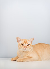 Elegant ginger Burmese cat on minimalist background