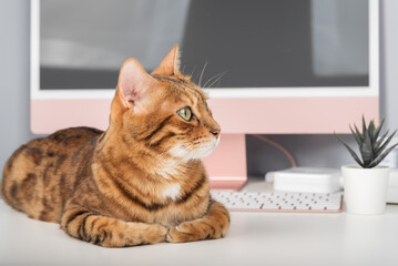 A Bengal cat is relaxing on a desk.