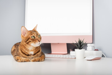 A Bengal cat is relaxing on a desk.