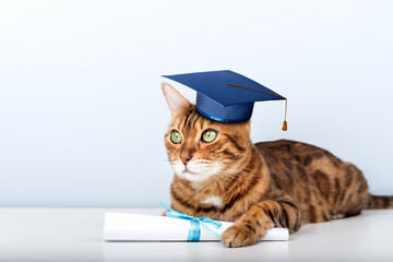 A Bengal cat wearing an academic cap and holding a diploma is a symbol of education and graduation.