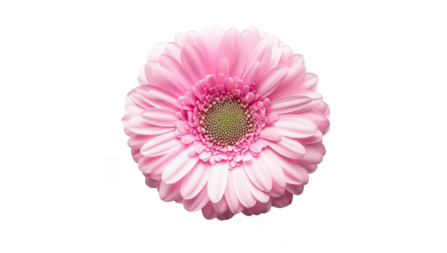 A close-up view of a pink gerbera daisy flower. its delicate petals and intricate center. set against a clean white background. perfect for floral-themed designs or nature-related projects
