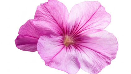 A close-up view of a pink flower delicate petals with intricate veining. set against a clean white background. ideal for nature-themed designs or botanical studies