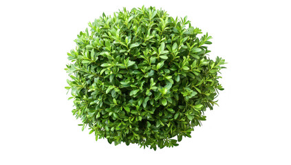 Naklejka premium A vibrant. round green shrub with dense foliage. placed against a clean white background. its lush appearance. ideal for landscaping or decoration purposes