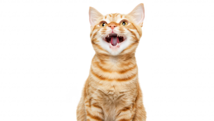A playful orange tabby cat with wide-open mouth. its fur and expressive face. set against a clean white background. ideal for pet-related content and marketing