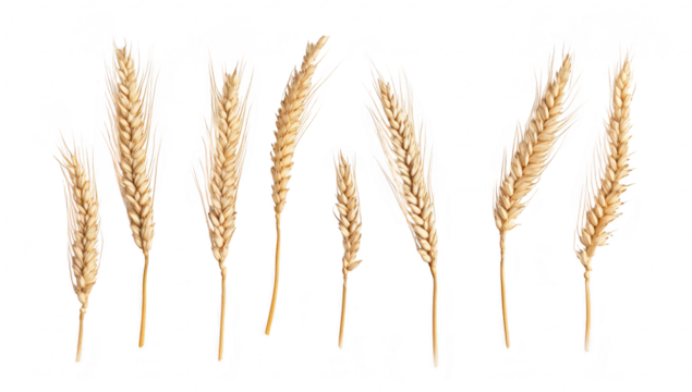A close-up view of various wheat stalks arranged in a row. their golden color and texture against a white background. ideal for agricultural. culinary. or botanical themes