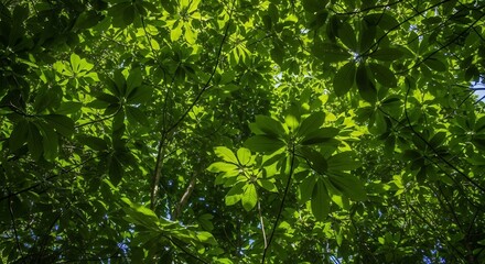 Fototapeta premium Looking up through bright green leaves of a tree canopy in sunlight