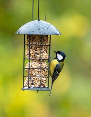 Bird at feeder in garden