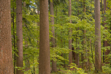 Lush green European forest with dense trees and fresh summer light. Perfect for travel marketing, sustainability campaigns, wellness retreats, and environmental storytelling visuals.