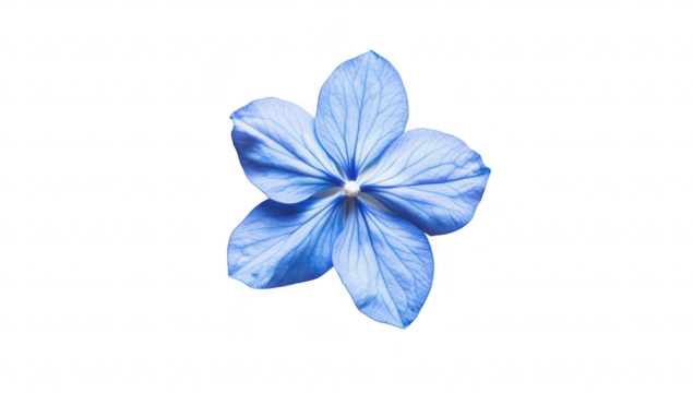 A delicate blue flower with intricate petal details resting on a clean white background. its natural beauty. ideal for nature-themed designs or botanical studies