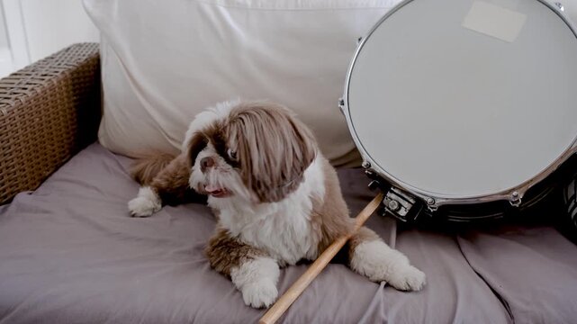 2 year old Shih Tzu dog next to a snare drum.