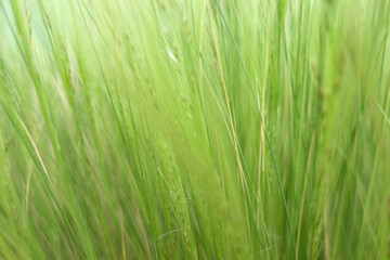 Obraz premium Abstract green grass background with soft motion blur and fresh natural tones. Ideal for eco branding, sustainability campaigns, wellness design, and organic product marketing visuals.