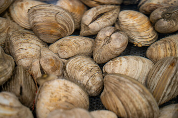 Close up view of live cherry stone clams in water tank.