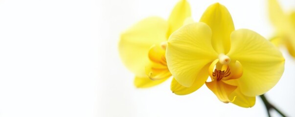 Vibrant yellow orchid blossoms, petals unfurled, pristine white background , isolated flower, orchid flower, yellow orchid