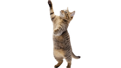 A playful tabby cat standing on its hind legs with one paw raised. its curiosity and energy in a bright. minimalistic setting. perfect for pet-related content or advertising