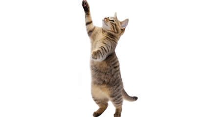A playful tabby cat standing on its hind legs with one paw raised. its curiosity and energy in a bright. minimalistic setting. perfect for pet-related content or advertising