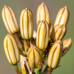 Close-up of clustered flower buds