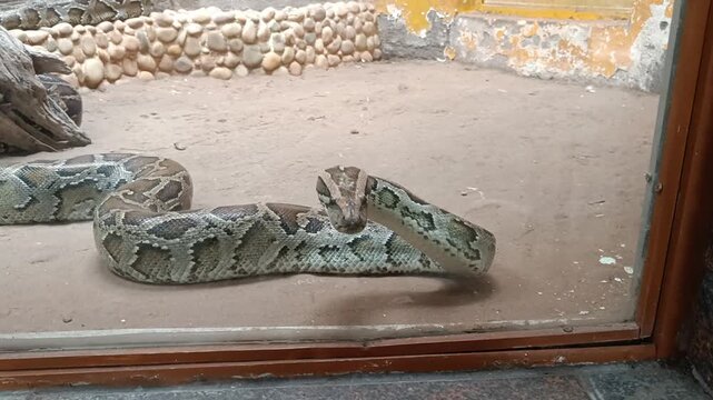 An Immersive Glimpse of a Large Indian Python, Moving and Exploring its Enclosed Habitat, as it is Displayed in a Modern Glass Terrarium at a Zoo