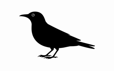 crow on white background
