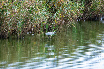 The  great egret stands gracefully in shallow water, surrounded by tall reeds and gentle reflections.