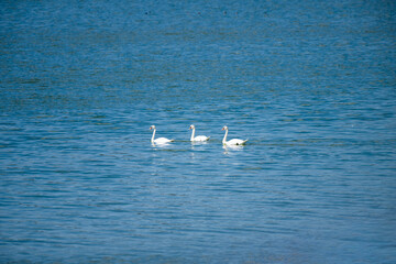 Three elegant white swans glide in unison across a calm blue lake, reflecting serenity and symmetry.