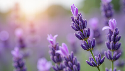 Obraz premium Lavender flowers with rose and jasmine notes, subtle hints of eucalyptus and green tea, creating a gentle and relaxing atmosphere