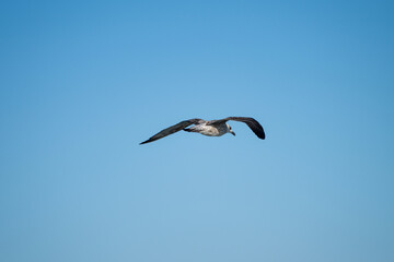 A seagull with wings spread wide soars through a vibrant blue sky,