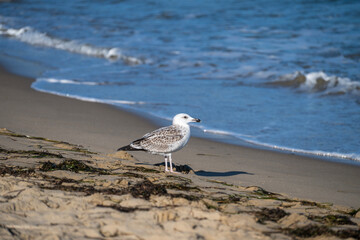 A mottled seagull stands quietly on wet sand near scattered seaweed, with gentle waves rolling in under a clear sky.