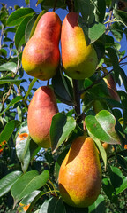 Ripe pears hanging joyfully on a bright blue sky background with lush green leaves