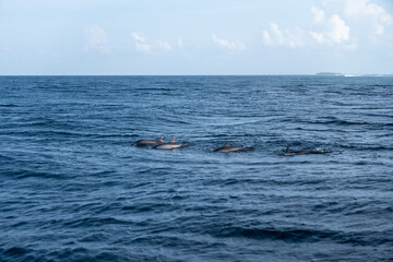 Fototapeta premium Dolphin swimming close to the surface of the tropical ocean, wildlife background