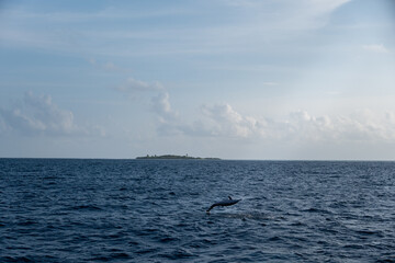 Obraz premium Dolphin jumping in the distance over tropical ocean, vacation travel seascape