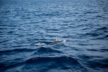 Fototapeta premium Dolphin swimming close to the surface of the tropical ocean, wildlife background