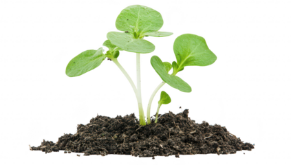 A young green plant sprouting from rich brown soil. symbolizing growth and renewal. with a clean white background that emphasizes the leaves and the earthy texture beneath