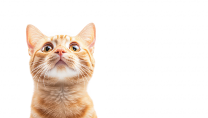 A curious orange tabby cat gazes upwards with bright eyes. its soft fur and distinctive markings against a clean white background. ideal for pet-related content or animal photography