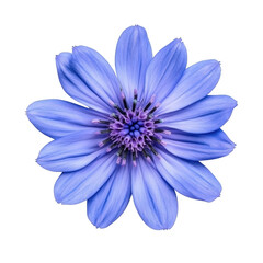 Obraz premium A purple water lily bloom intricate petal details against a clean white background. ideal for nature-themed designs and floral arrangements