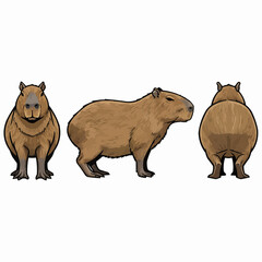 Cute Capybara Rodent Animal Wildlife Different Views Set