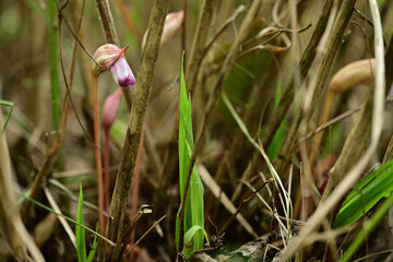 ススキの根元に咲いたナンバンギセル