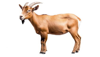 A healthy brown goat with curved horns stands proudly against a white background. its strong physique and natural beauty. ideal for agricultural and animal-related content