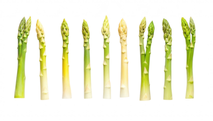 A visually appealing arrangement of fresh asparagus spears a gradient of colors from white to green. perfect for culinary presentations or healthy eating concepts