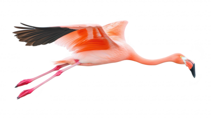 A flamingo gracefully flying against a clean white background. its striking pink feathers and elongated legs. ideal for nature-themed projects or wildlife photography
