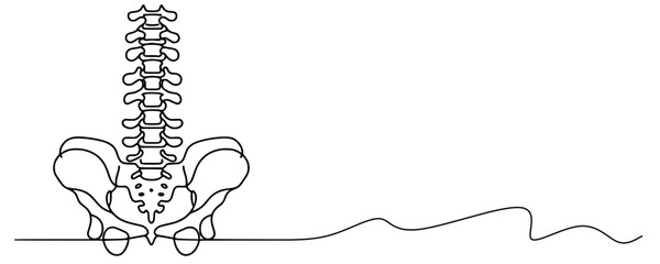 Spinal Axis: Minimalist Anatomy of the Vertebral Column and Pelvis, A continuous line drawing of the human spine and pelvic structure, featuring the vertebral column from cervical to sacral regions an
