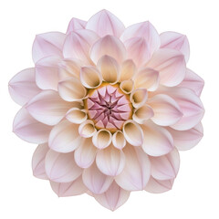 Fototapeta premium A stunning close-up of a delicate pink and white dahlia flower intricate petal arrangements. set against a soft white background. perfect for nature-themed designs and floral art