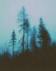 Silent forest shrouded in mysterious fog at dusk, an eerie and beautiful natural scene