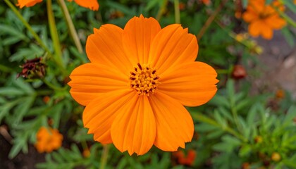 Close-up vibrant orange flower